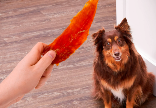 Hundefutter Ratgeber