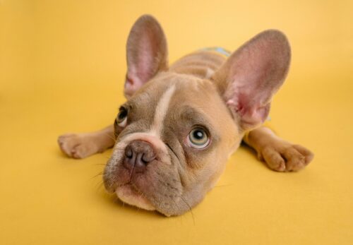 Hund artgerecht beschäftigen: Die besten Tipps für 2026