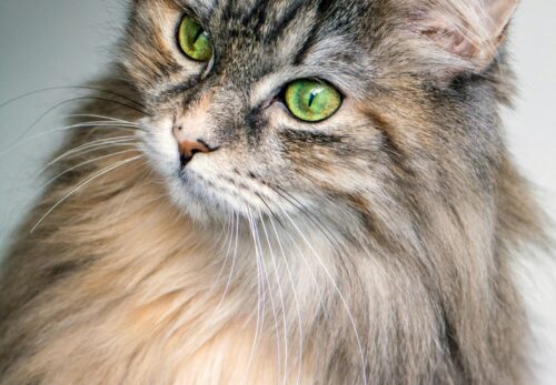 Die 7 besten Katzenspielzeuge im Test 2026