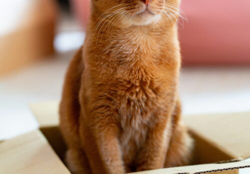 Katzengesundheit: 5 Zeichen, dass Ihre Katze gesund ist