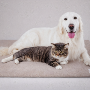 Pecute Pet Cooling Mat