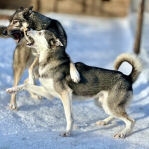 Hundegruppen Balance Training