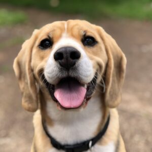 Optimistischer Hundetraining Guide