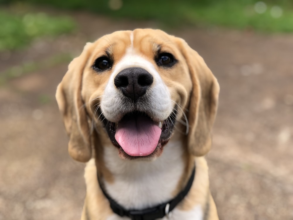Optimistischer Hundetraining Guide