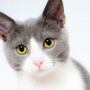 3-Tage Lösung für Katzenhaltung